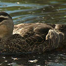 Canard à sourcils