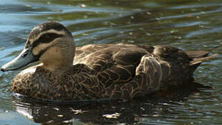 Pacific Black Duck