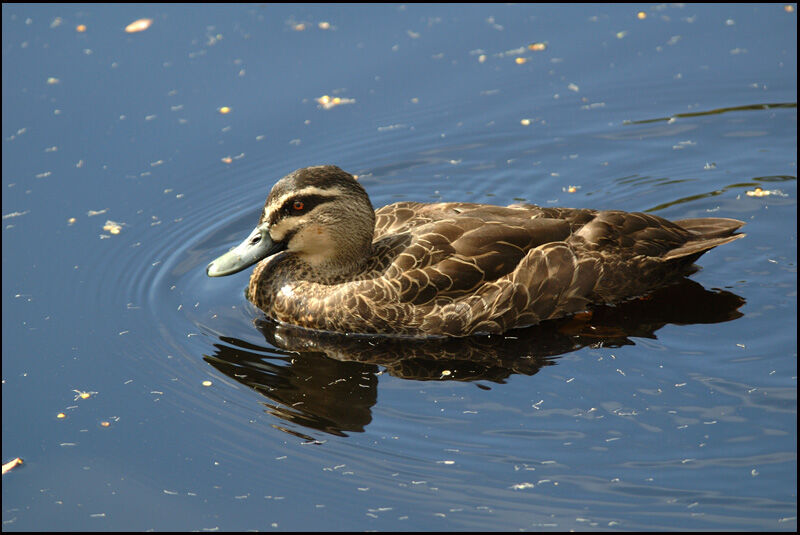 Pacific Black Duckadult