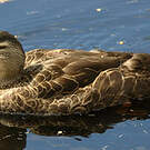 Canard à sourcils