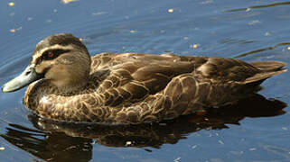 Pacific Black Duck