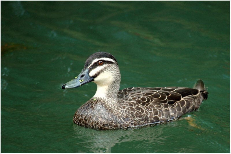 Canard à sourcils mâle adulte