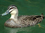 Canard à sourcils