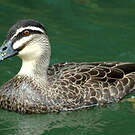 Canard à sourcils