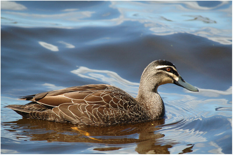 Pacific Black Duck male adult