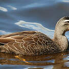 Canard à sourcils