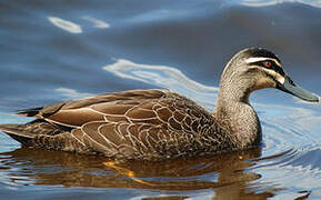 Canard à sourcils