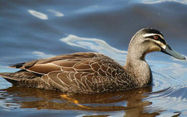 Canard à sourcils