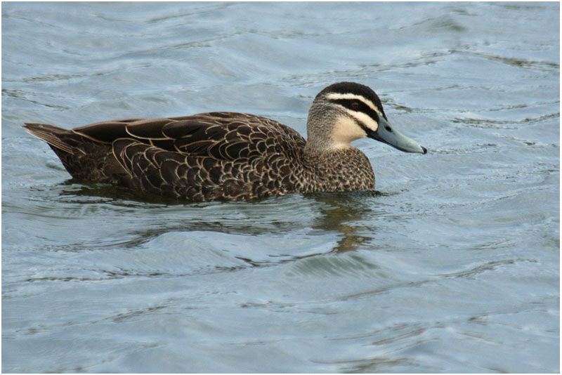 Pacific Black Duckadult