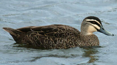 Canard à sourcils