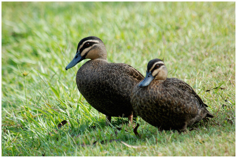 Canard à sourcilsadulte