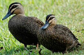 Pacific Black Duck