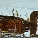 Canard bridé