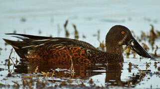 Australasian Shoveler