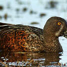 Canard bridé