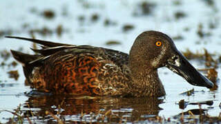 Canard bridé