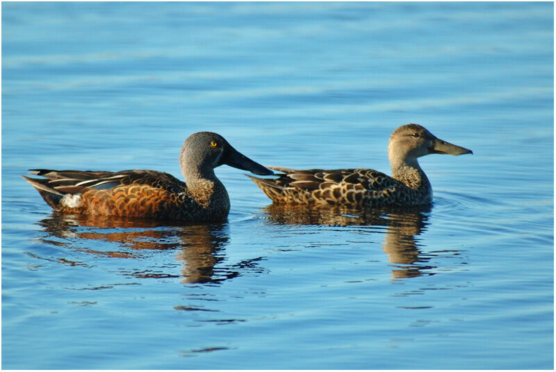 Australasian Shoveler adult