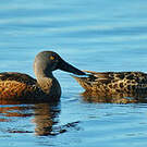 Canard bridé