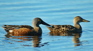 Canard bridé