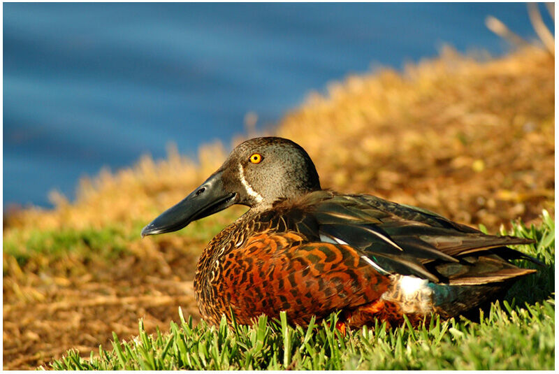 Canard bridé mâle adulte