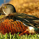 Canard bridé
