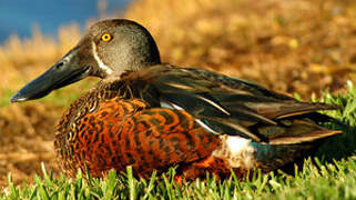 Australasian Shoveler