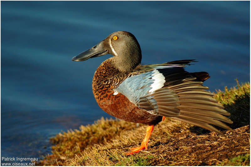 Australasian Shoveler male adult breeding, pigmentation