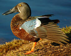 Australasian Shoveler