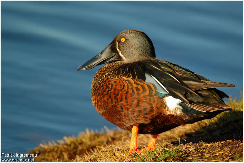 Australasian Shoveler male adult breeding, identification