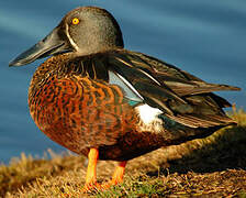 Australasian Shoveler