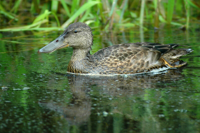 Canard bridé femelle adulte