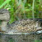 Canard bridé