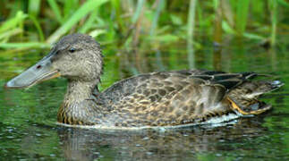 Canard bridé