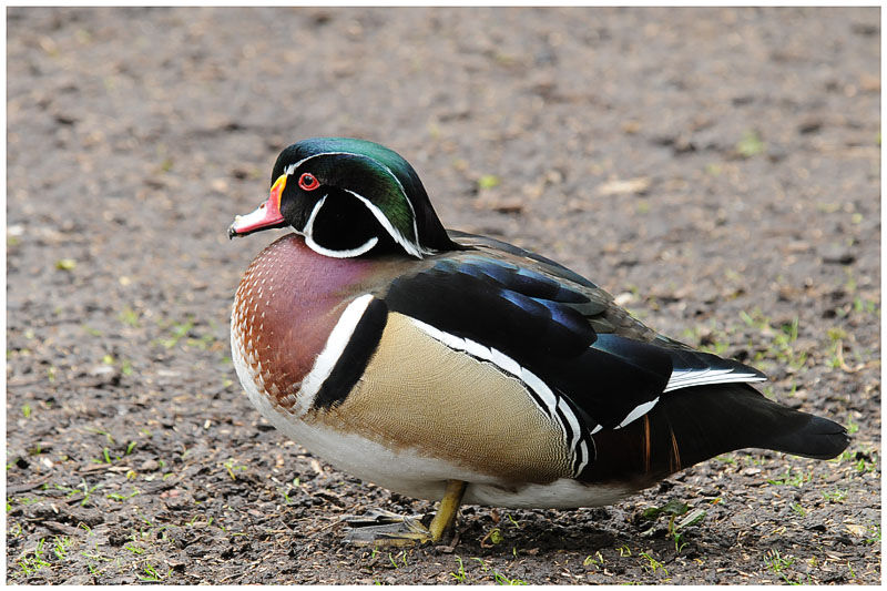 Canard carolin mâle adulte