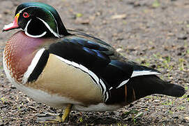 Wood Duck