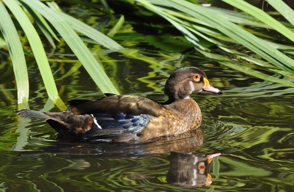 Canard carolin mâle adulte internuptial