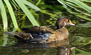 Canard carolin