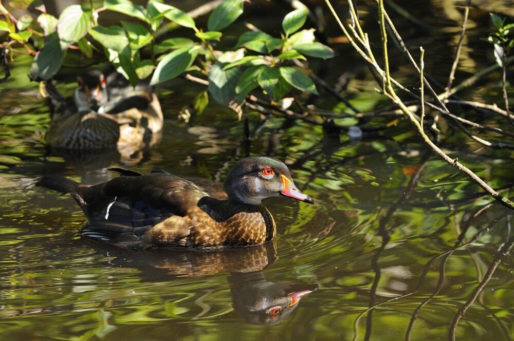 Canard carolin mâle adulte internuptial