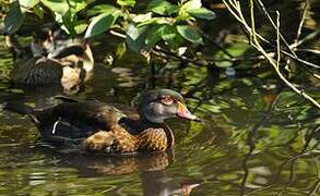 Wood Duck