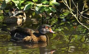 Canard carolin