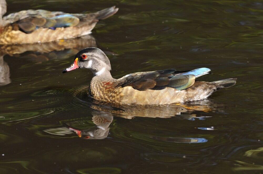 Canard carolin mâle adulte internuptial