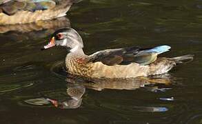 Canard carolin