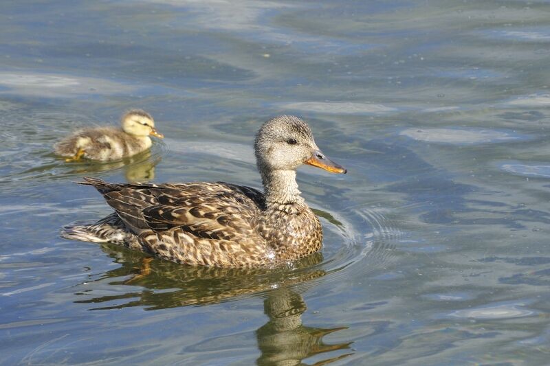 Canard chipeau femelle adulte nuptial