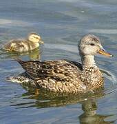 Gadwall