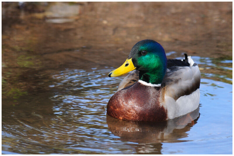 Canard colvert mâle adulte