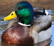 Mallard