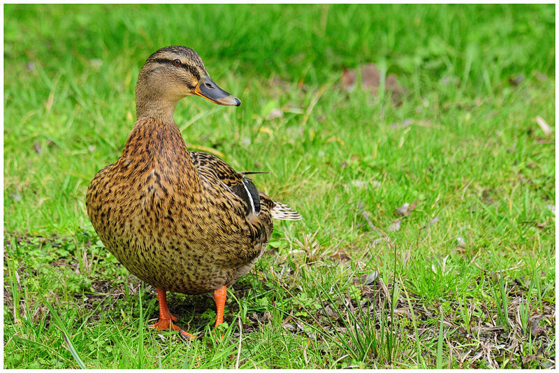 Canard colvert femelle adulte