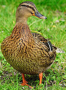 Canard colvert