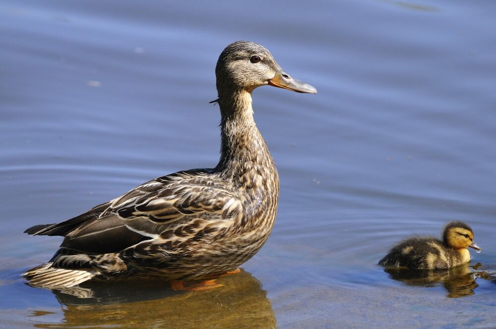 Canard colvert