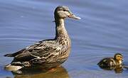 Canard colvert